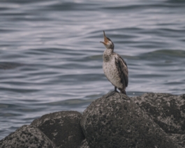 Japan wildlife Hokkaido akkeshi maxi scheller 