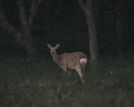 Japan wildlife Hokkaido akkeshi maxi scheller 