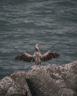 kormoran wings hokkaido Maxi Scheller 